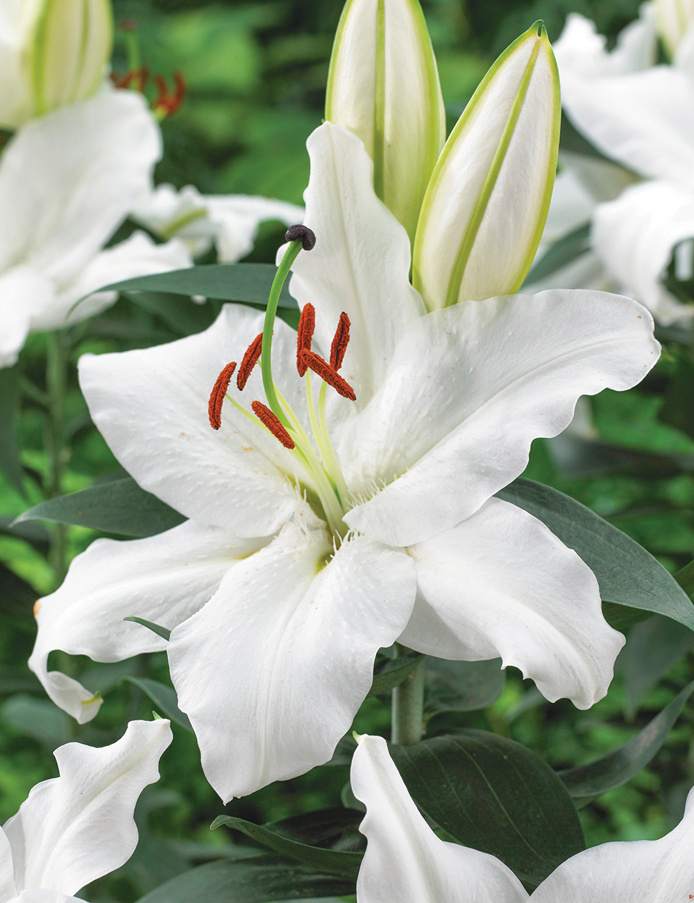 Lilium Oriental 'Signum'